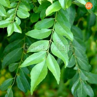 Curry Leaves (கறிவேப்பிலை) 100 gms